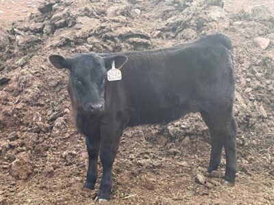 Registered Black Angus Pairs