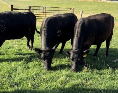 Bred Black Angus Cows - 10 Head