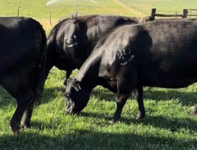 Bred Black Angus Cows - 10 Head