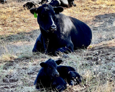 BLACK ANGUS BRED HEIFERS - 6 Head