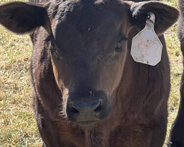 REGISTERED BLACK ANGUS BRED COWS