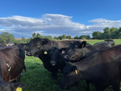 Bred Black Angus Cows - 10 Head