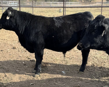 REGISTERED BLACK ANGUS BRED COWS