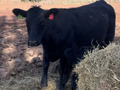 BLACK ANGUS COW/CALF PAIR