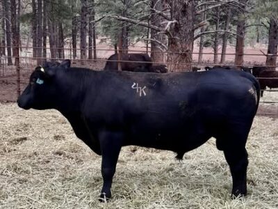 BLACK ANGUS BULLS FOR SALE- 2 YRS