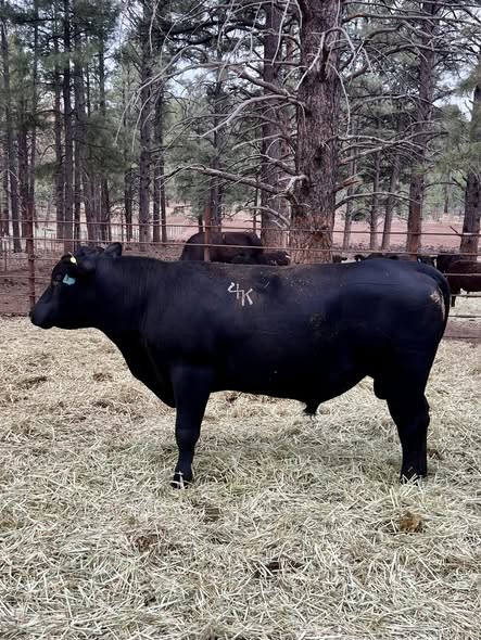 BLACK ANGUS BULLS FOR SALE- 2 YRS