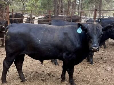 BLACK ANGUS BULLS FOR SALE- 2 YRS