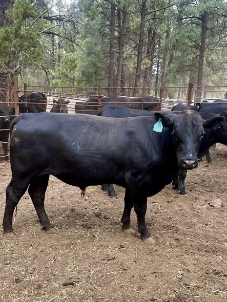 BLACK ANGUS BULLS FOR SALE- 2 YRS