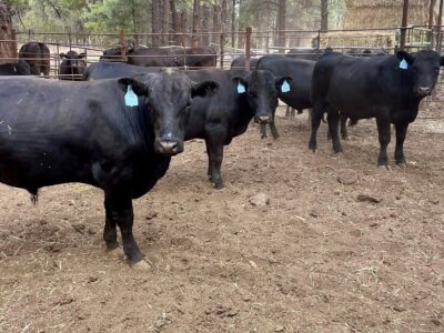 BLACK ANGUS BULLS FOR SALE- 2 YRS