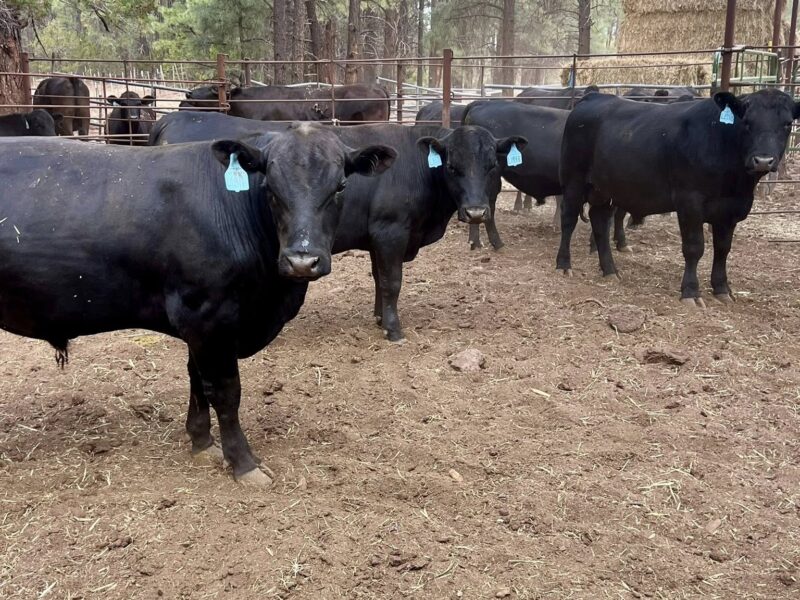 BLACK ANGUS BULLS FOR SALE- 2 YRS