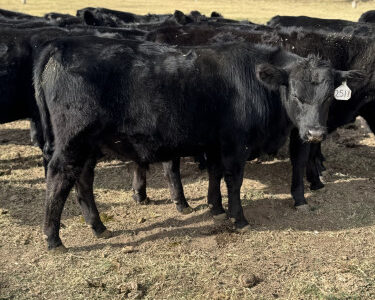 REGISTERED BLACK ANGUS BRED COWS
