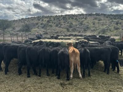 120 Weaned, Backgrounded Black Angus Calves