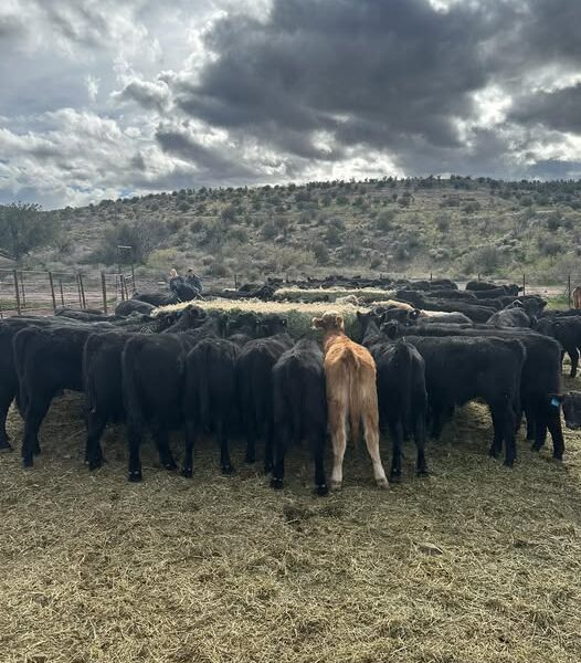 120 Weaned, Backgrounded Black Angus Calves