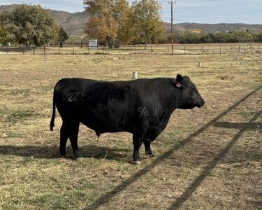 REGISTERED BLACK ANGUS BRED COWS