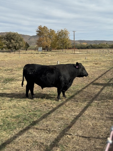 REGISTERED BLACK ANGUS BRED COWS