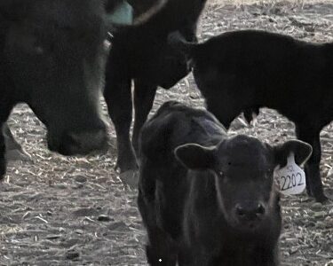 REGISTERED BLACK ANGUS BRED COWS