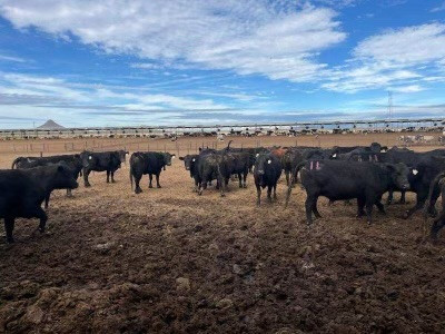 One Iron Cows - 43 Head