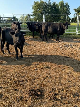 Angus Cows