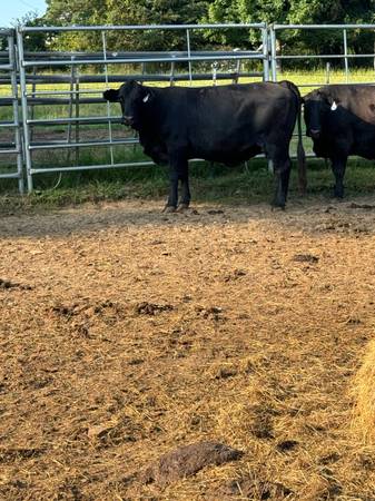 Angus Cows