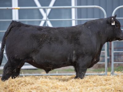 Sherman America 515 AAA 21406677