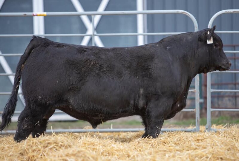 Sherman America 515 AAA 21406677