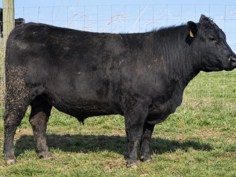 Black Angus Bulls