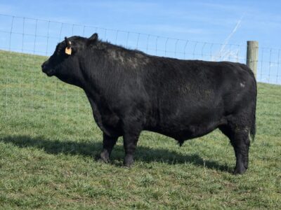 Black Angus Bulls
