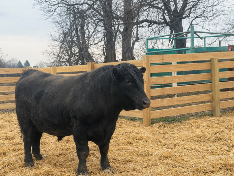 Black Angus Bull