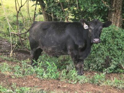 Registered bred Heifer coming 2 years old