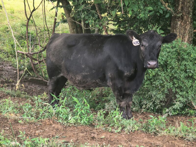 Registered bred Heifer coming 2 years old