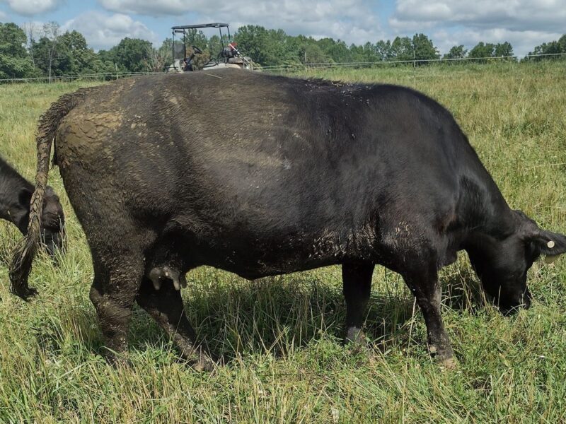 8 year old registered black Angus cow