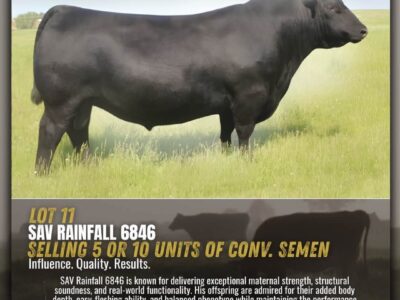 Genetics Legends - Angus Semen