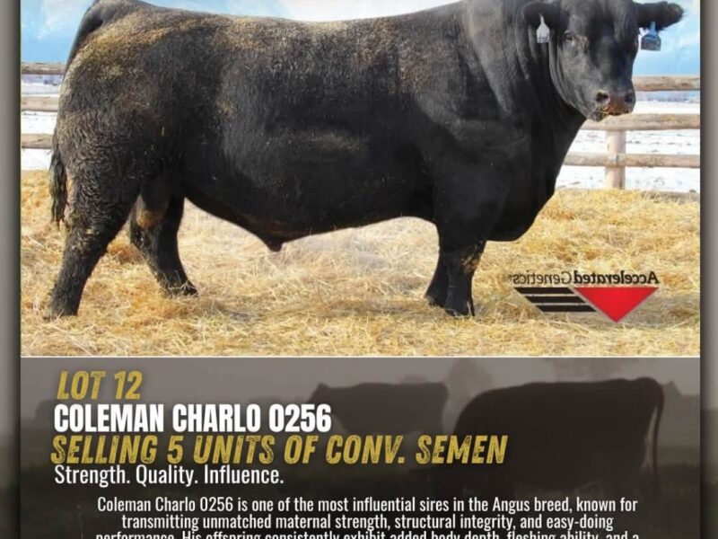Genetics Legends - Angus Semen