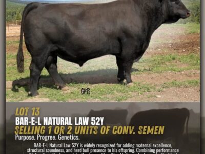 Genetics Legends - Angus Semen