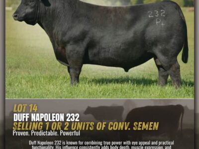 Genetics Legends - Angus Semen