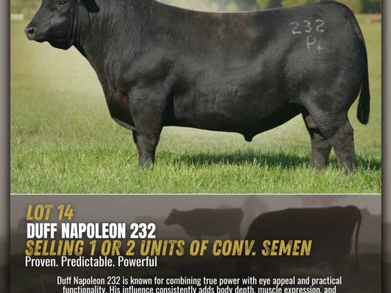 Genetics Legends - Angus Semen
