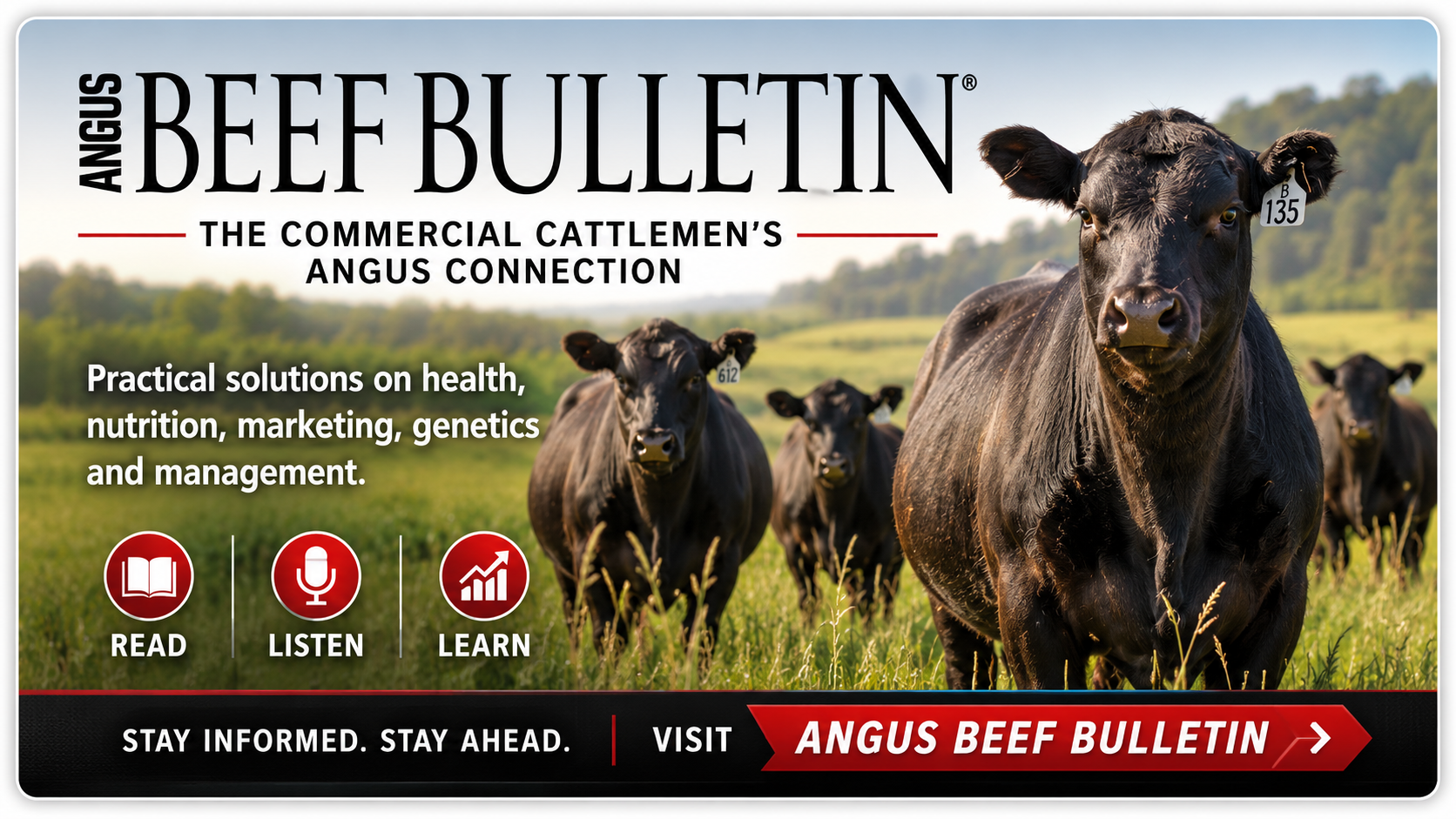 Angus Beef Bulletin - News, Podcasts and Resources for Commercial Cattlemen