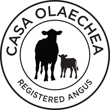 Casa Olaechea Ranch - Registered Angus Cattle - Liberty, North Carolina