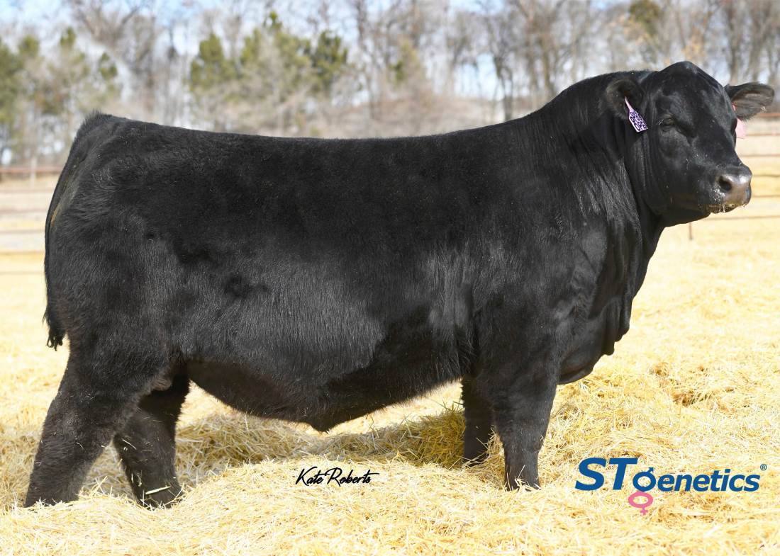 Ellingson Prolific - Angus Sire