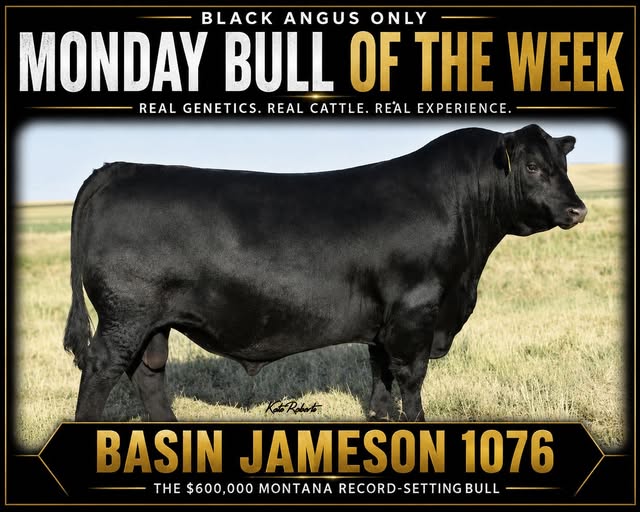 Tehama Tahoe B767 Black Angus bull – Black Angus Only Bull of the Week