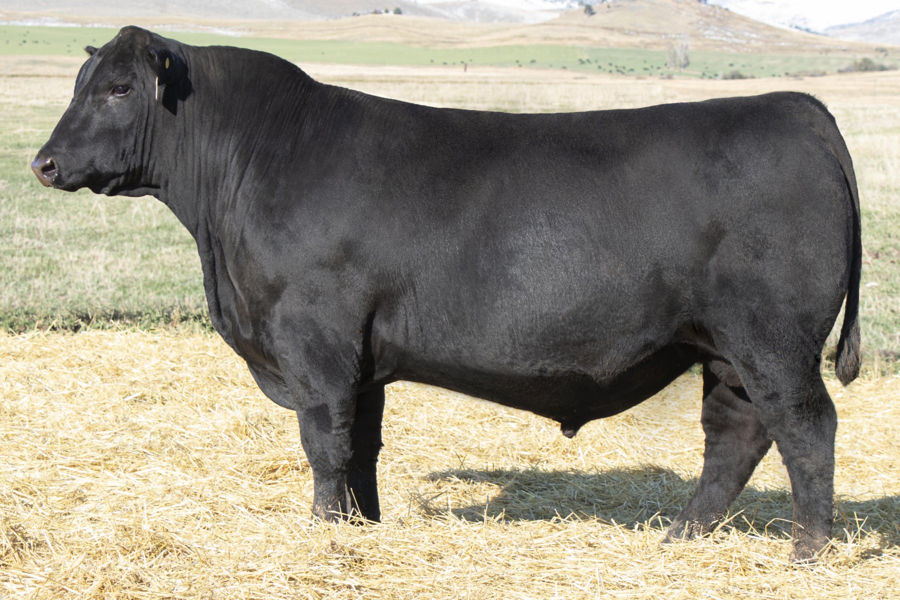 Sitz Resilient 10208 Angus bull