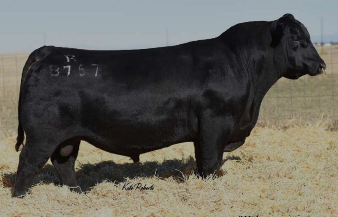 Tehama Tahoe B767 Bull