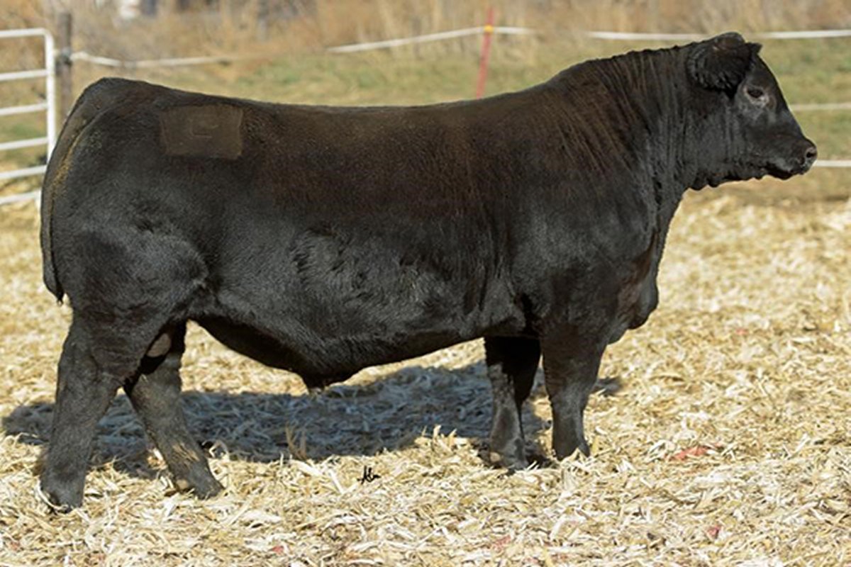 Baldridge Alternative E125 Black Angus bull