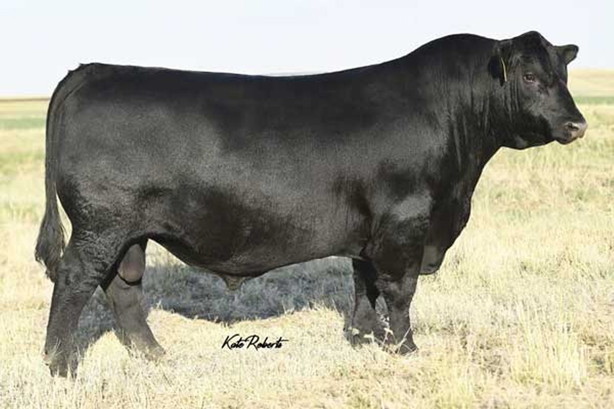 Basin Jameson 1076 Black Angus bull