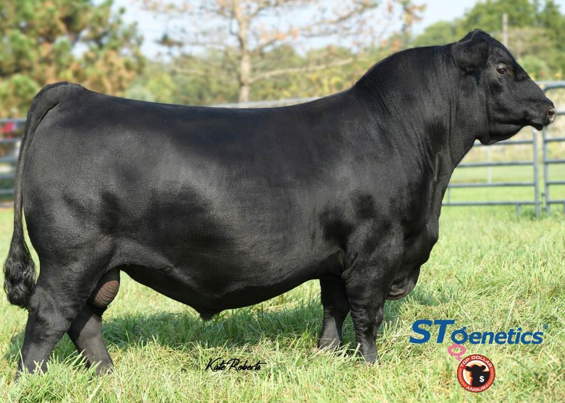 Connealy Commerce Black Angus bull