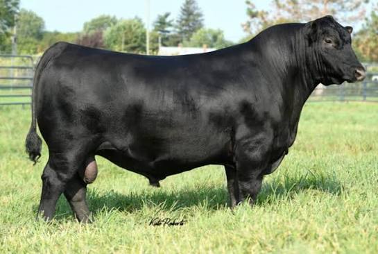 Connealy Craftsman 7AN743 Angus bull