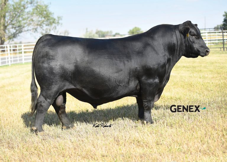 DB Iconic G95 Black Angus bull