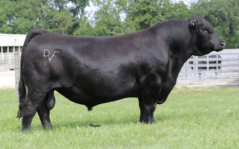 Deer Valley Growth Fund 7AN528 Black Angus bull