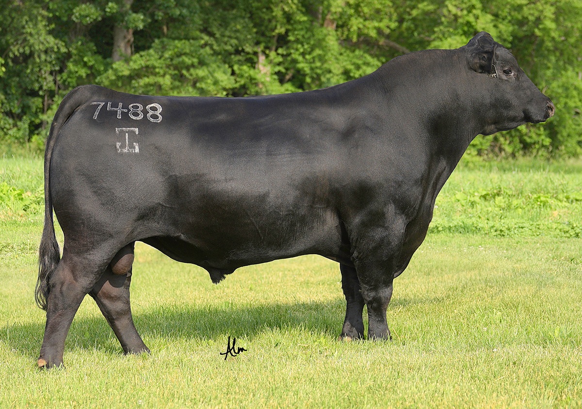 G A R Home Town 7AN580 Black Angus bull