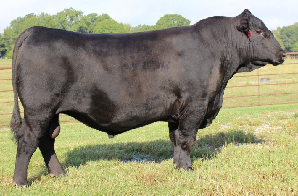GB Fireball 672 Black Angus bull